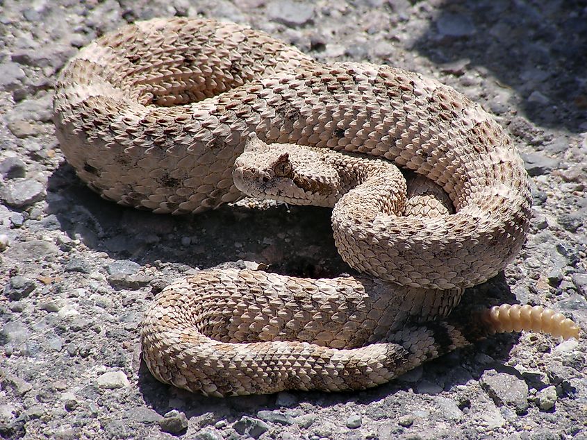 Crotalus cerastes. In Wikipedia. https://en.wikipedia.org/wiki/Crotalus_cerastes By derivative work: Victorrocha (talk · contribs)Crotalus_cerastes_mesquite_springs_CA.JPG: Tigerhawkvok (talk · contribs) - Crotalus_cerastes_mesquite_springs_CA.JPG, CC BY-SA 3.0, https://commons.wikimedia.org/w/index.php?curid=4272850