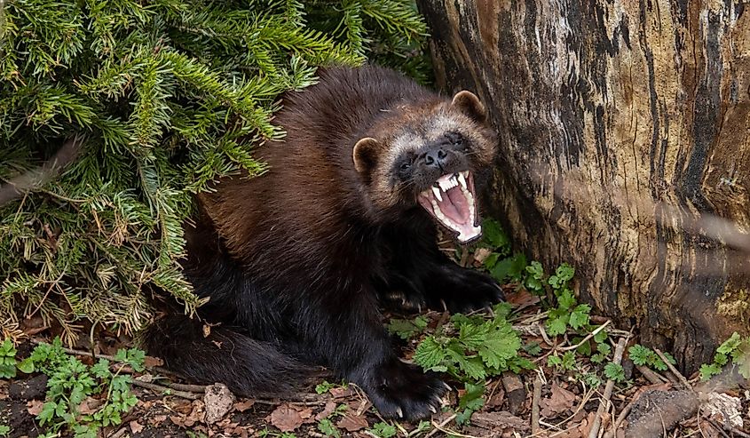 Full body portrait of a female Wolverine