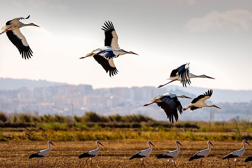 Storks take flight near the wetlands of Vila Franca de Xira in Portugal.