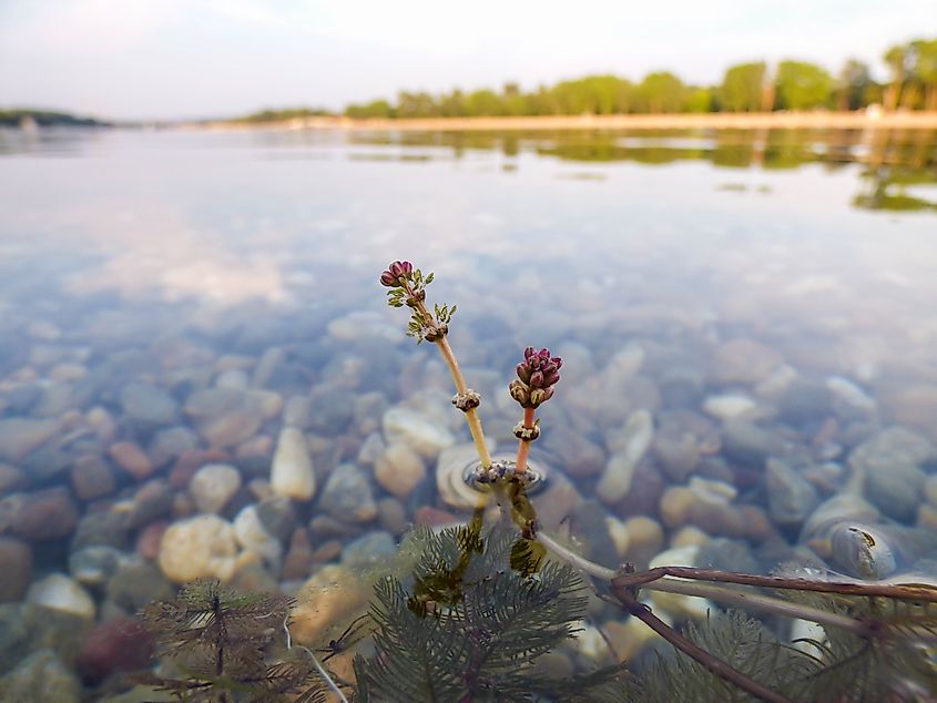 Flowers of Eurasian watermilfoil / Myriophyllum spicatum above surface of the water (Credit: IvanaStevanoski via Shutterstock)