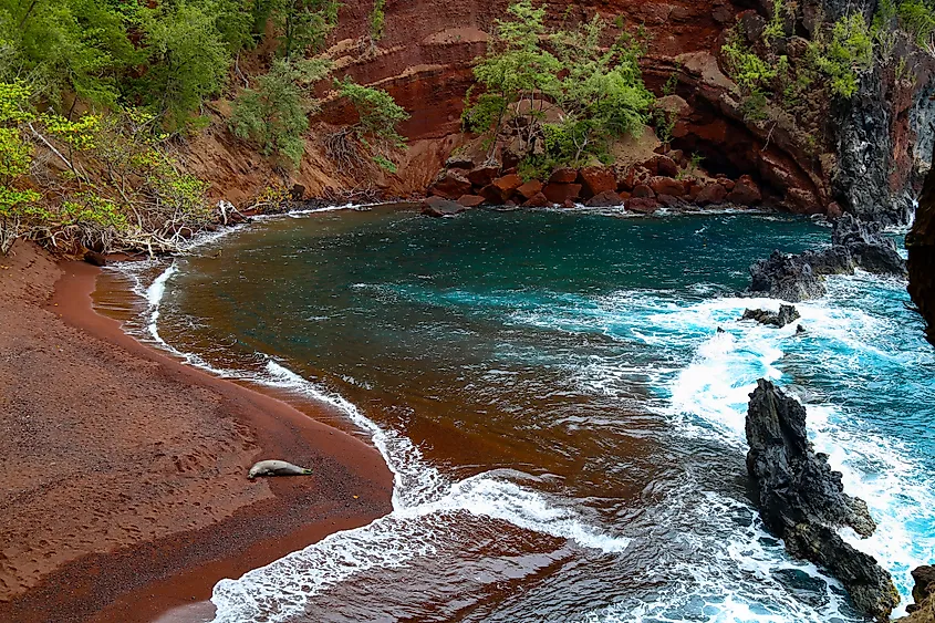 Hawaiian monk seal on Kaihalulu Beach in Hāna, Maui