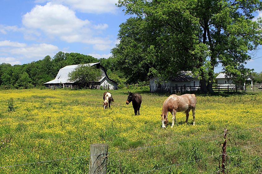 Rural scene near Manchester, Tennessee