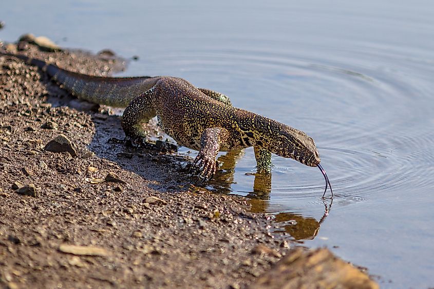 Nile monitor (Varanus niloticus) on water edge of river in Kruger national park South Africa. Via Shutterstock / Rudmer Zwerver.