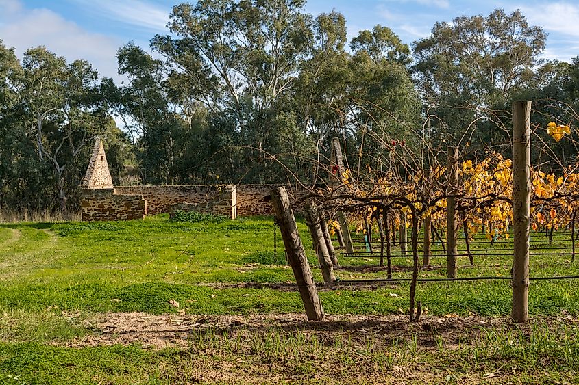Old homestead ruins and vineyard in the Barossa Valley region of SA.