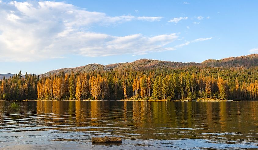 Fall foliage in Bass Lake, California