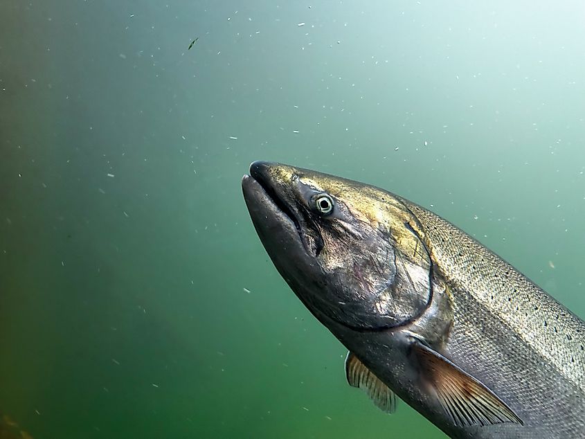 A Chinook king salmon.