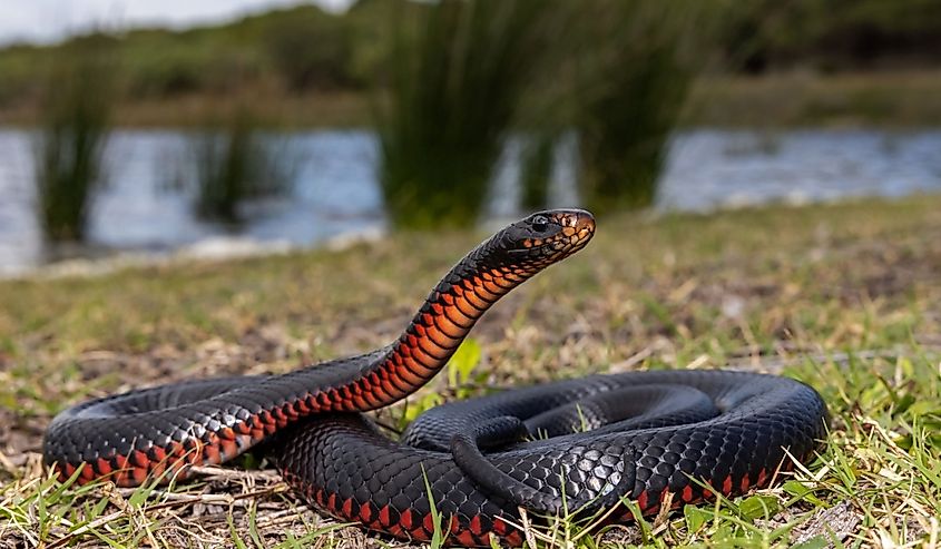 Red-Bellied Black Snake basking in habitat