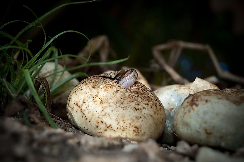 Burmese python hatching from eggs.