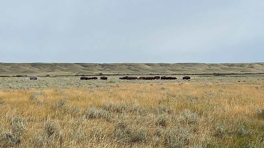 A herd of about 20 bison, as seen from a moderate distance, move through a grassy prairie landscape. 