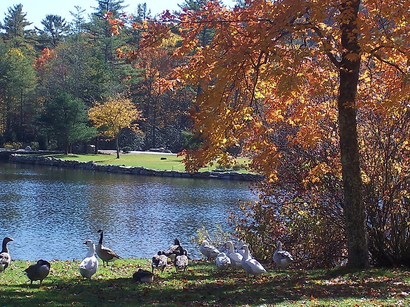 Harris Lake in Highlands during fall