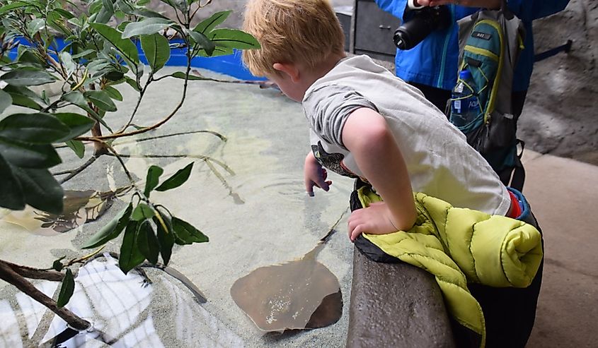 Unidentified child pointing at small stingray or skate in touch pool at the Point Defiance Zoo in Tacoma, Washington .