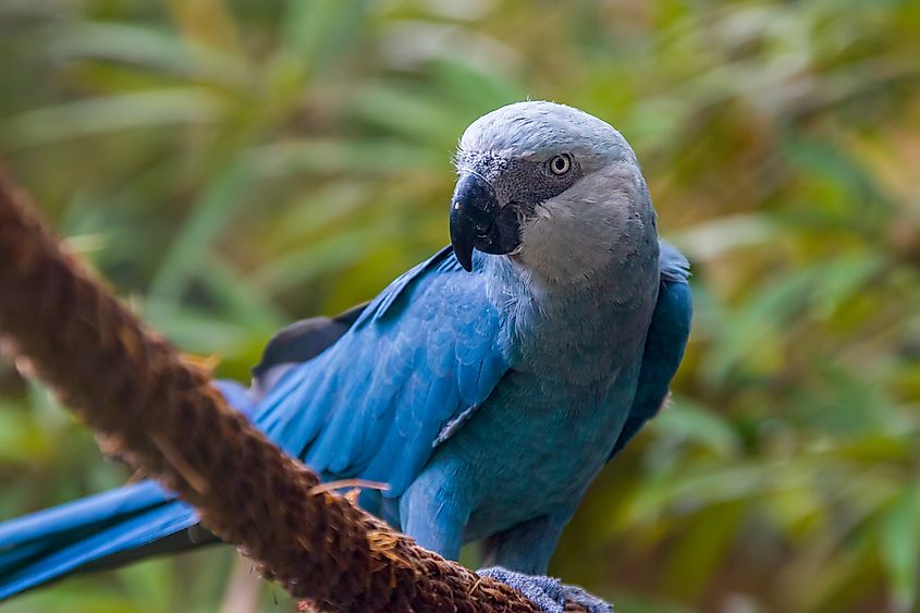 Spix’s macaw
