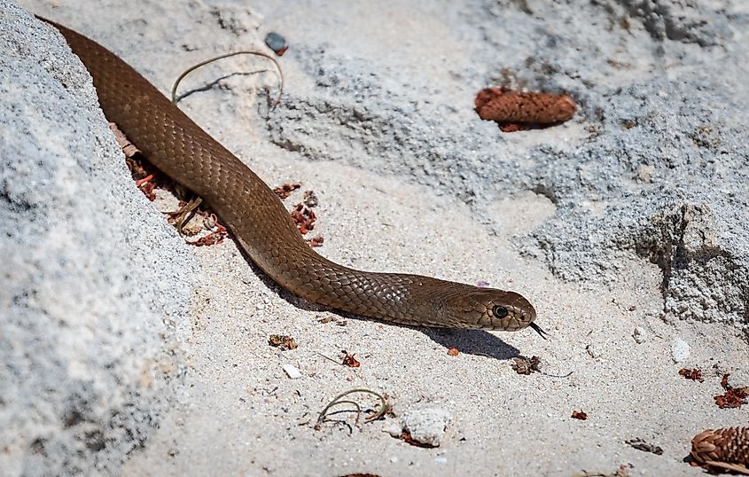 A close-up of a Rottnest Island dugite (Pseudonaja affinis) near the popular beach area, The Basin