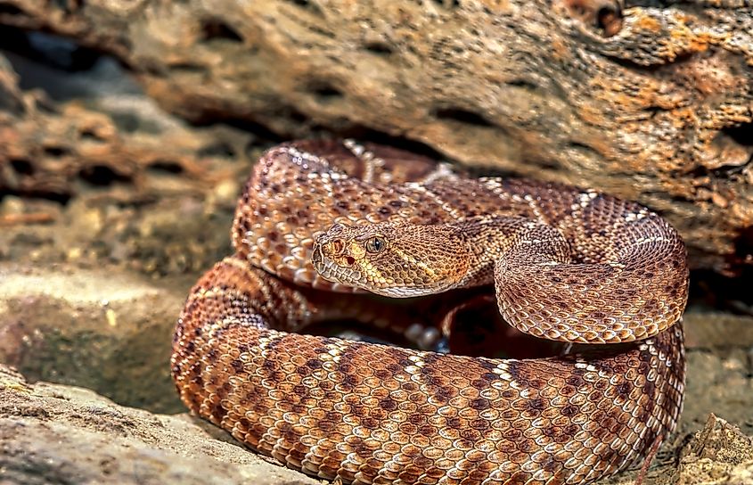 A red diamond rattlesnake ready to strike.