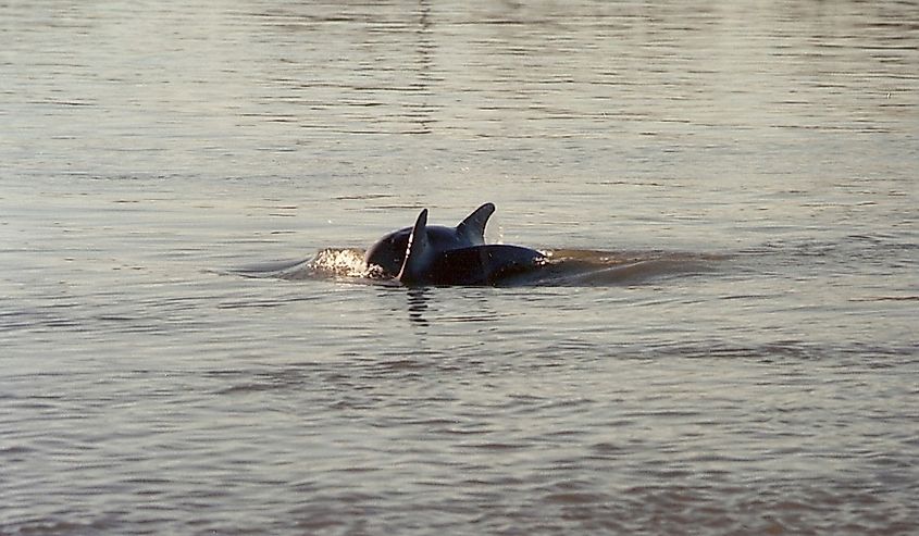 Dolphins around Monkey Island, Louisiana.