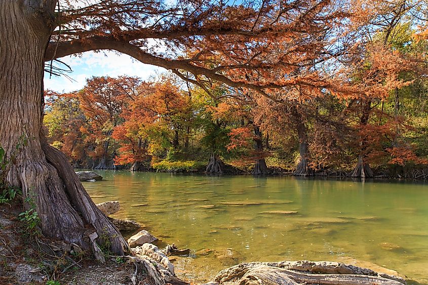 Guadalupe River State Park Fall Colors in Spring Branch, Texas