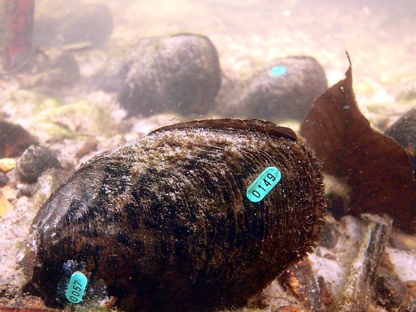 Louisiana Pearlshell Mussel