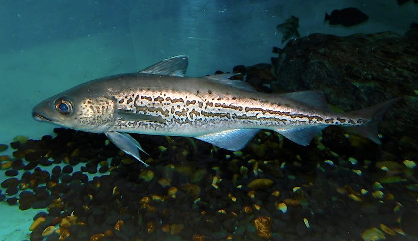 Alaska Pollock (Gadus chalcogrammus) in the Oarai Aquarium.