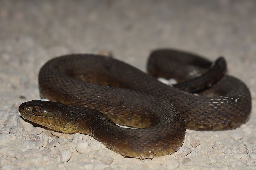 Mississippi green watersnake (Nerodia cyclopion)