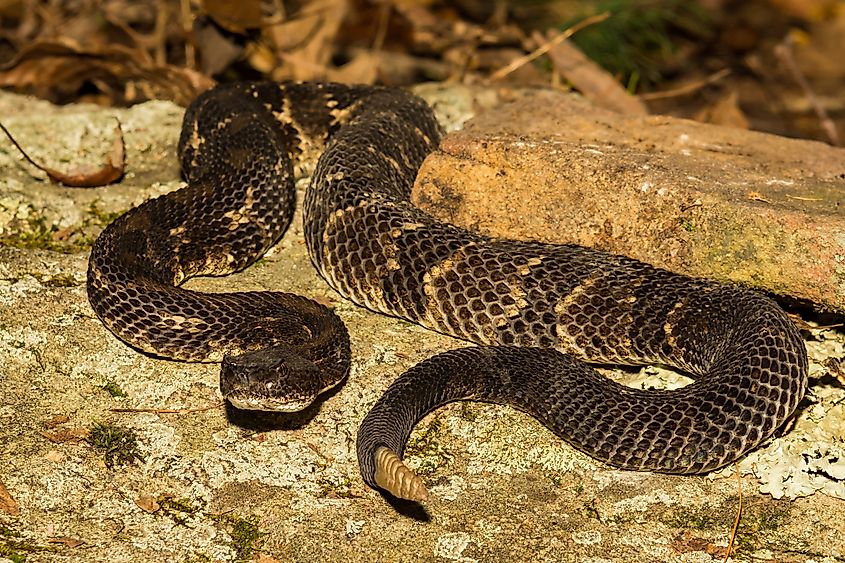 Dark-colored Timber Rattlesnake basking on a rock.