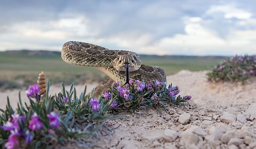 Closeup of a Prairie Rattlesnake