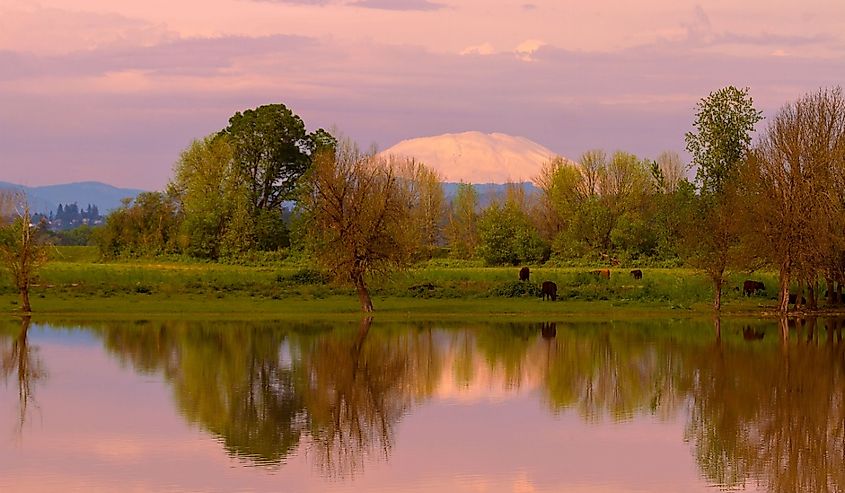 Mount Saint Helens reflection with cattle cows grazing by the water in Sauvie Island during sunset