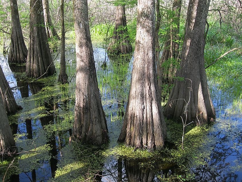 Cypress and tupelo trees standing tall in a swamp, their knobby roots and branches reaching above the water, surrounded by dense greenery and murky waters in a wetland environment.