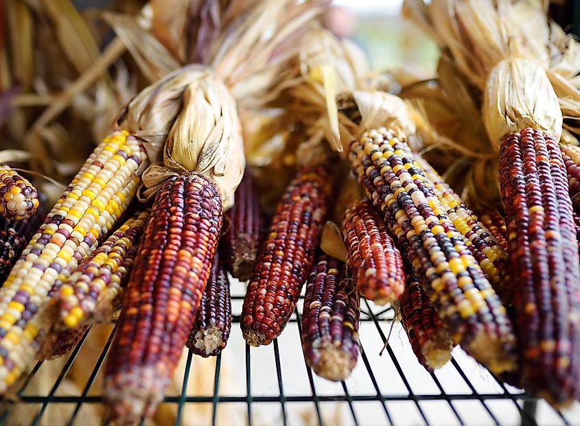 Colorful ears of corn ready for sale.