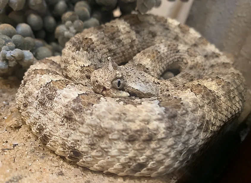 Mojave Desert sidewinder