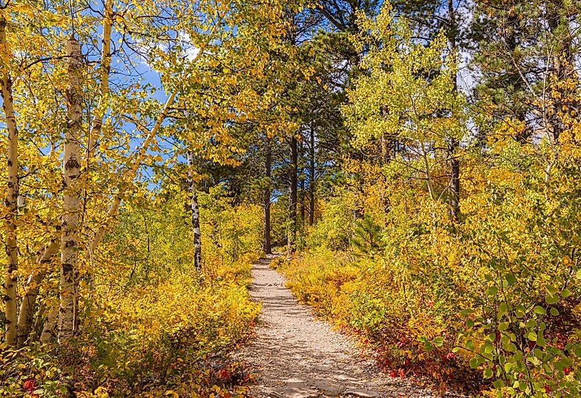 Fall Color on The Mt. Roosevelt Friendship Tower Trail, Deadwood, South Dakota, USA.