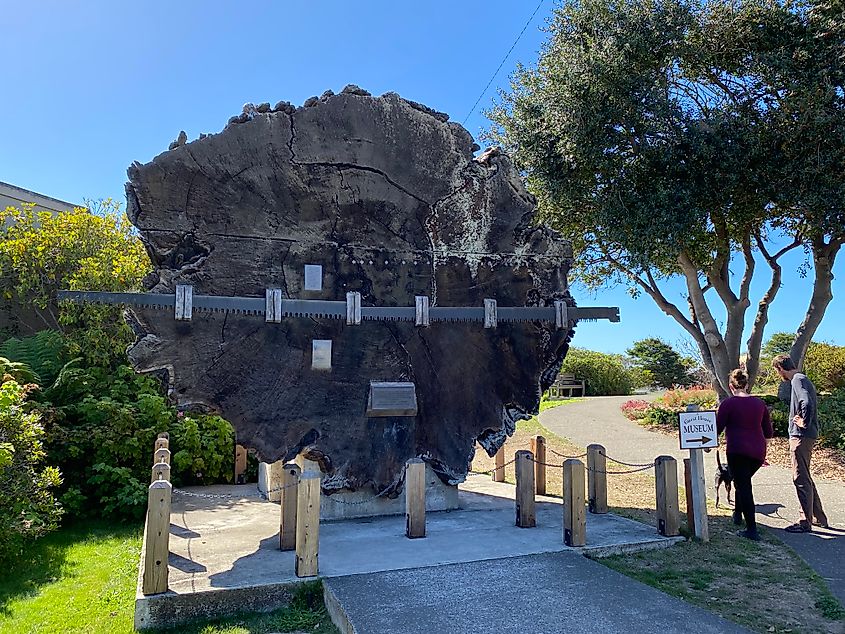 A couple walking their dog stands beside a massive cross-section of a redwood tree on display beside a museum.