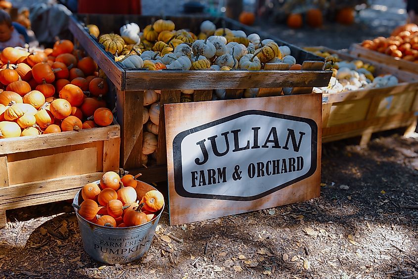 Pumpkins on display at the Julian Farm and Orchard Harvest Fest. Editorial credit: kgerrv / Shutterstock.com