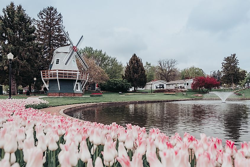 Tulips and a windmill in Pella, Iowa.