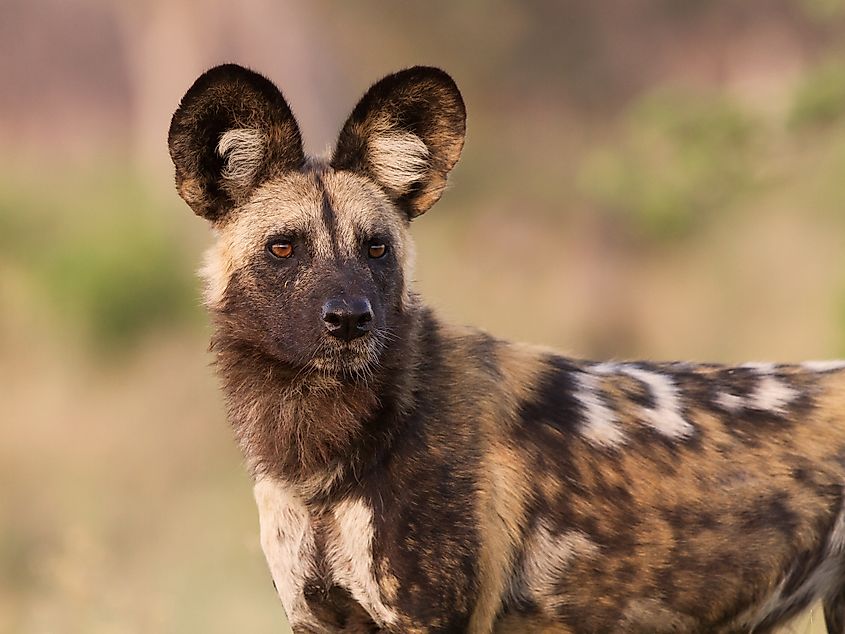 Close-up of an African wild dog.
