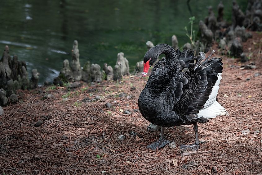 Black Swan enjoying his days at Swan Lake Iris Gardens in Sumter South Carolina.