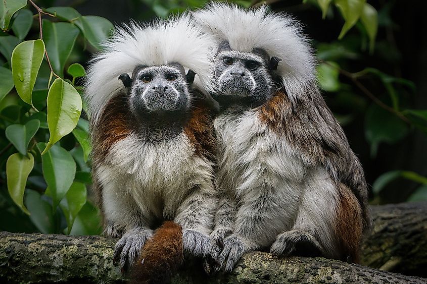 Two cotton-top tamarins huddling together.