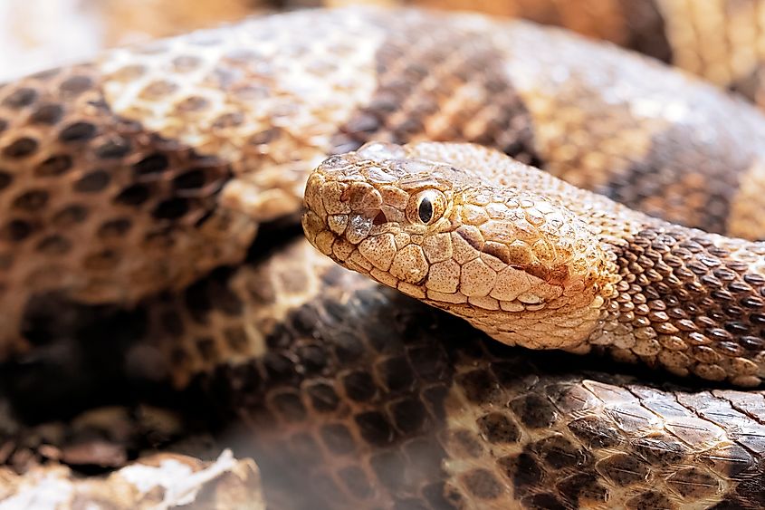 Northern Copperhead, Agkistrodon contortrix, a venomous pit viper found in Eastern North America.