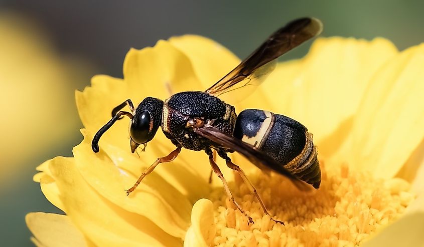 Stout black and yellow Potter Mason Wasp feeding on a yellow garland daisy flower, Long Island, New York.