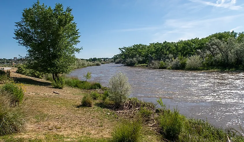 Landscape of greenery surrounding shoreline of the Animas River in Farmington, New Mexico.
