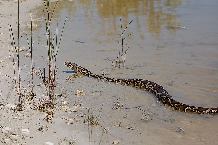 A Burmese python in a lake in the Florida Everglades.