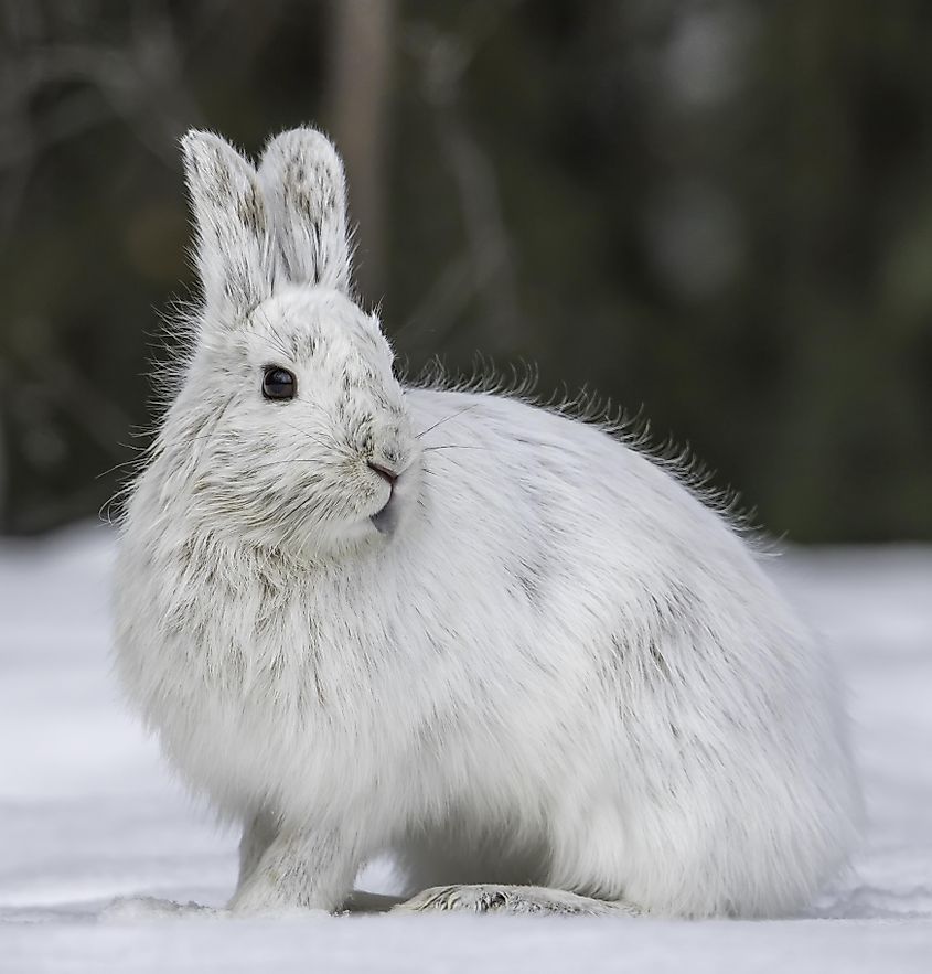 Alaskan Hare or Tundra Hare.