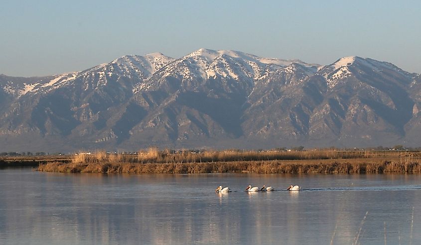 Bear River Migratory Bird Sanctuary, Brigham City, Utah, Wasatch Mountains.