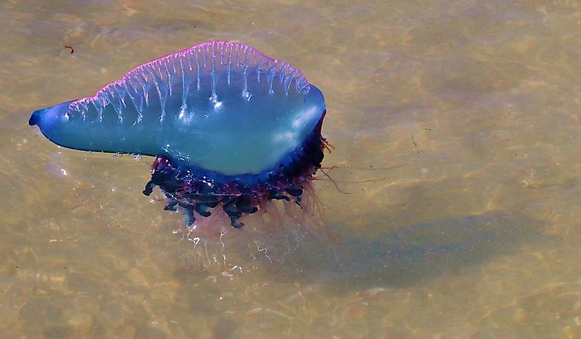 Man o War floating in the clear shallow sea.