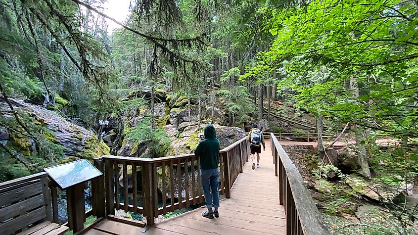 A boardwalk traversing the almost rainforest-like setting of Trail of the Cedars in Glacier National Park. 