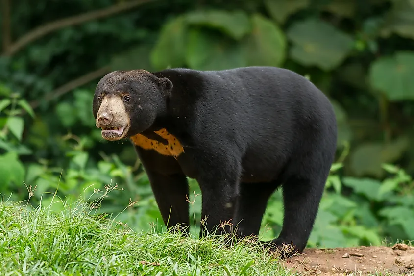 A Sun Bear standing on the forest edge in broad daylight (Credit: plains-wanderer via Shutterstock)
