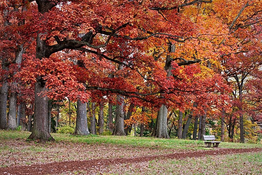 Under Autumn Oaks in Lisle, Illinois.