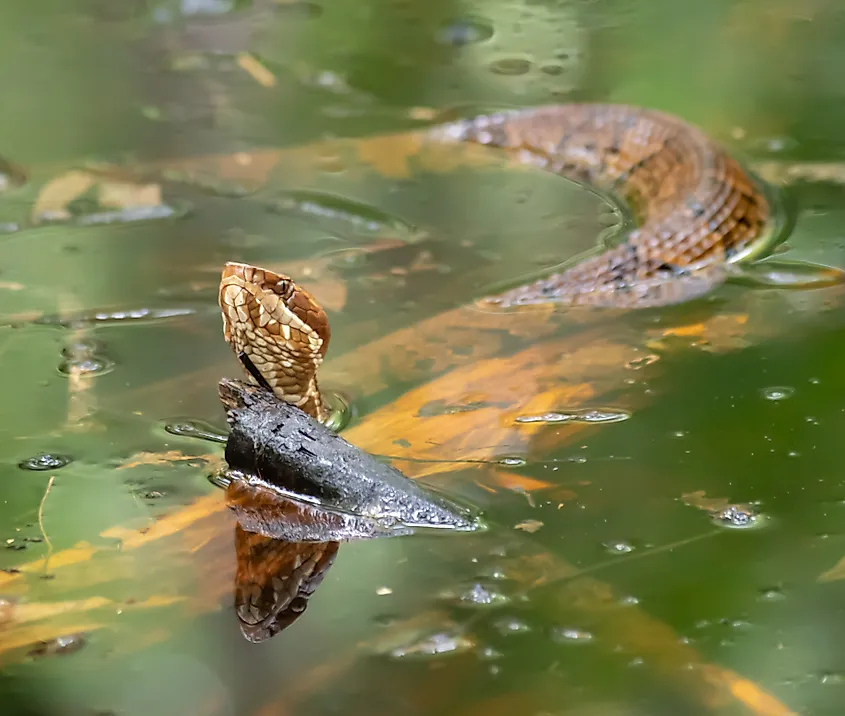 Eastern copperhead swimming in water.
