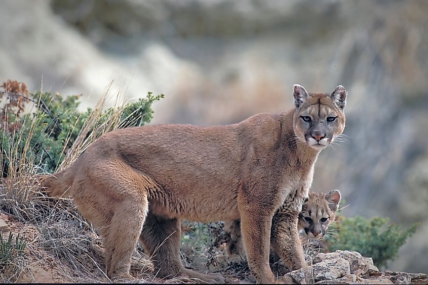 Puma with cub in North Dakota.