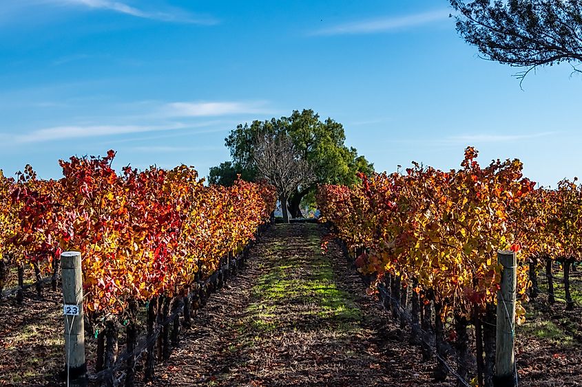 A San Luis Obispo vineyard.