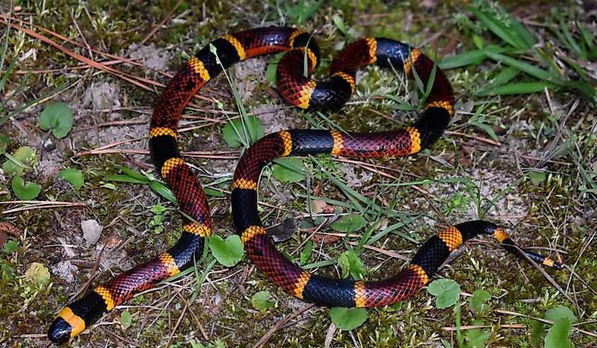 Texas Coral Snake (Micrurus tener)